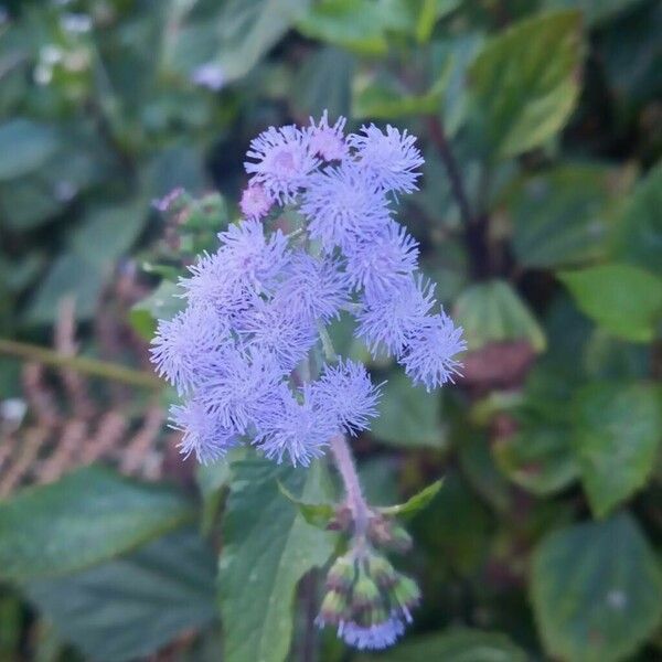 Ageratum conyzoides Blomst