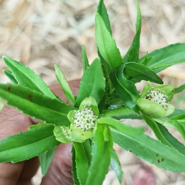 Eclipta prostrata পাতা