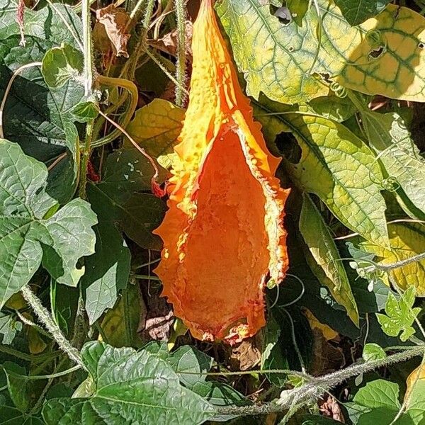 Momordica charantia Fruit