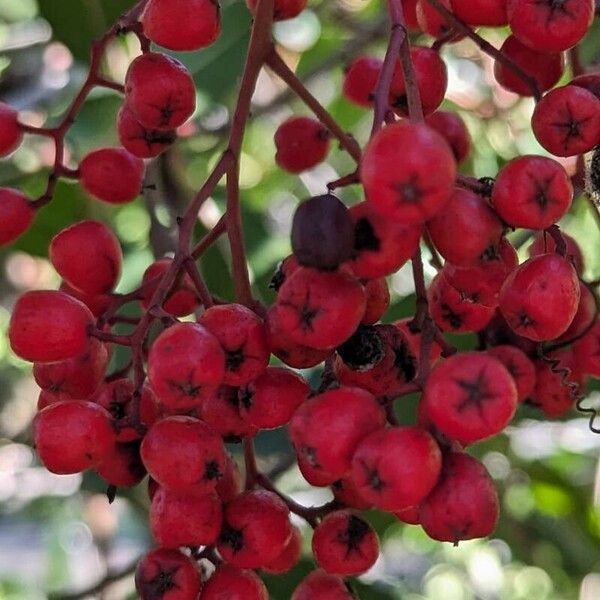 Photinia arbutifolia Frugt