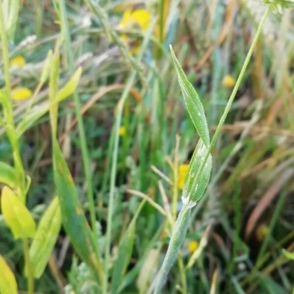 Phalaris minor Folha