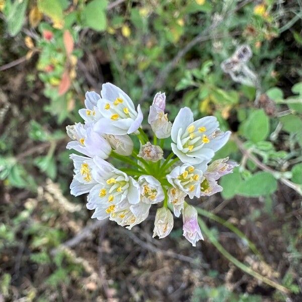 Allium roseum Flower