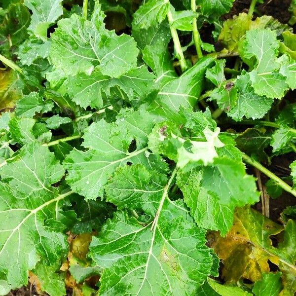 Brassica juncea Folha