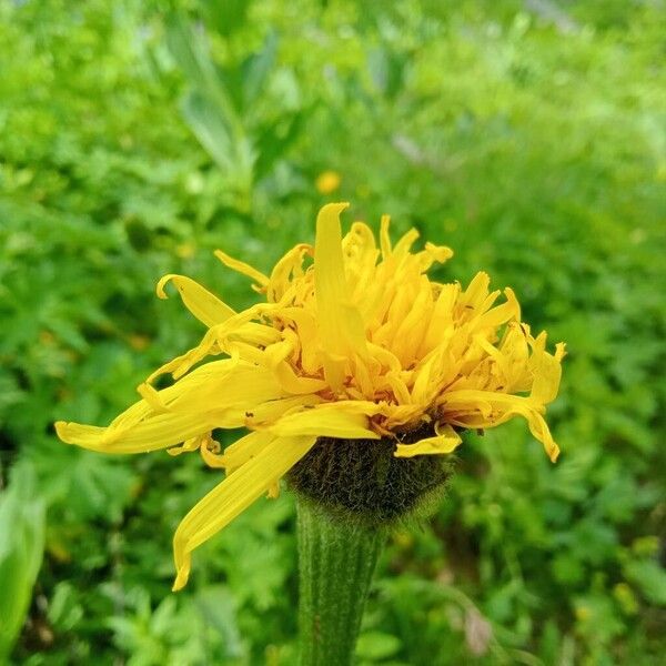 Crepis pontana Žiedas