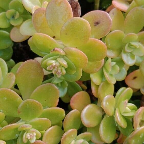 Sedum spathulifolium Blad