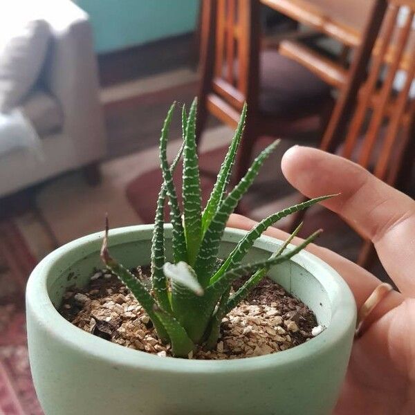 Haworthia fasciata Folha