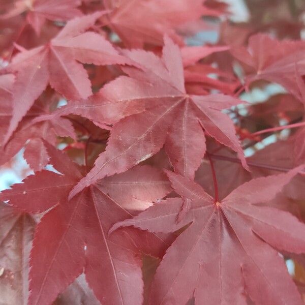 Acer palmatum Blatt