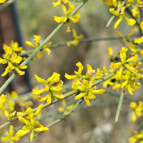 Retama sphaerocarpa Flower