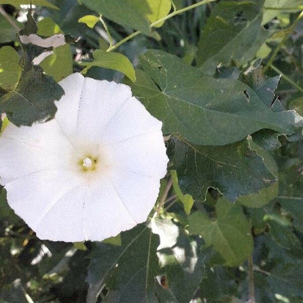 Calystegia sepium Цвят