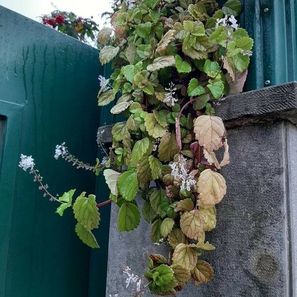 Plectranthus verticillatus Costuma