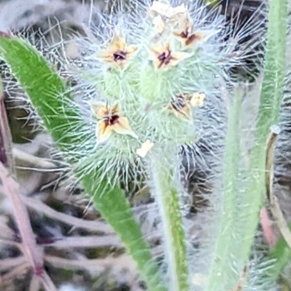 Plantago bellardii फल