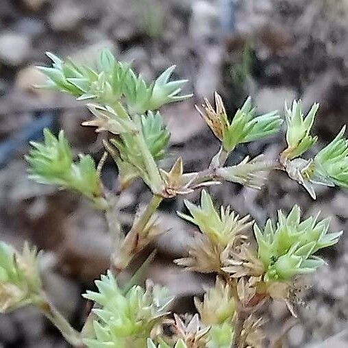 Scleranthus annuus Flor