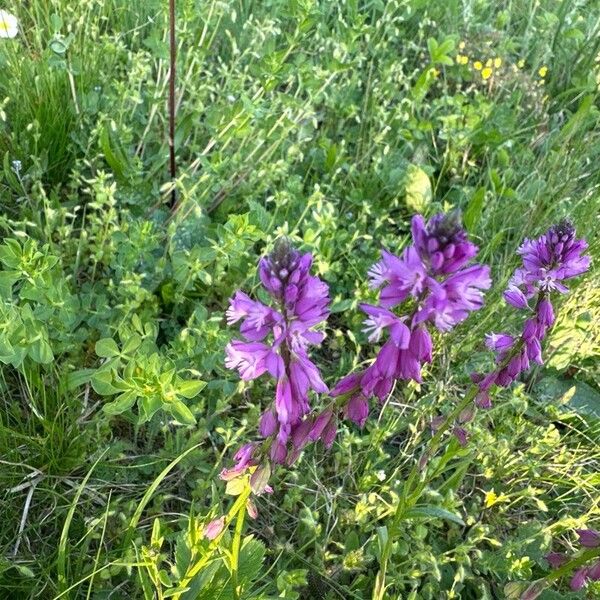 Polygala comosa Цветок