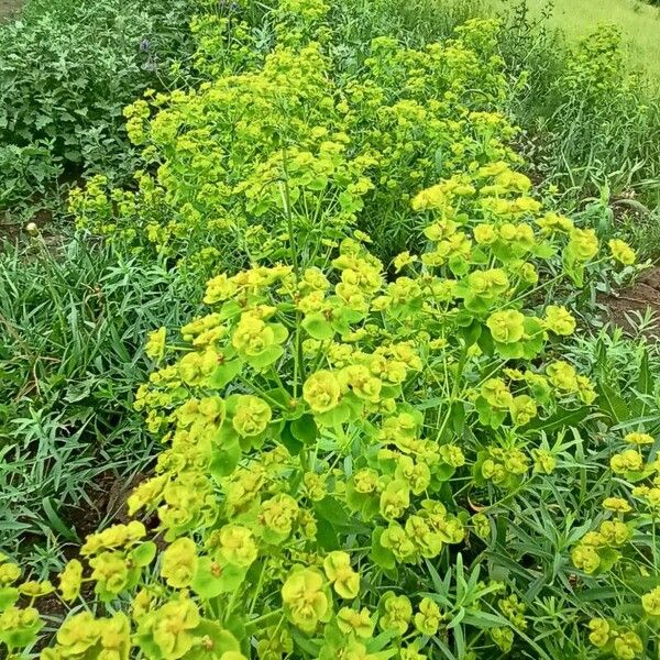 Euphorbia virgata عادت