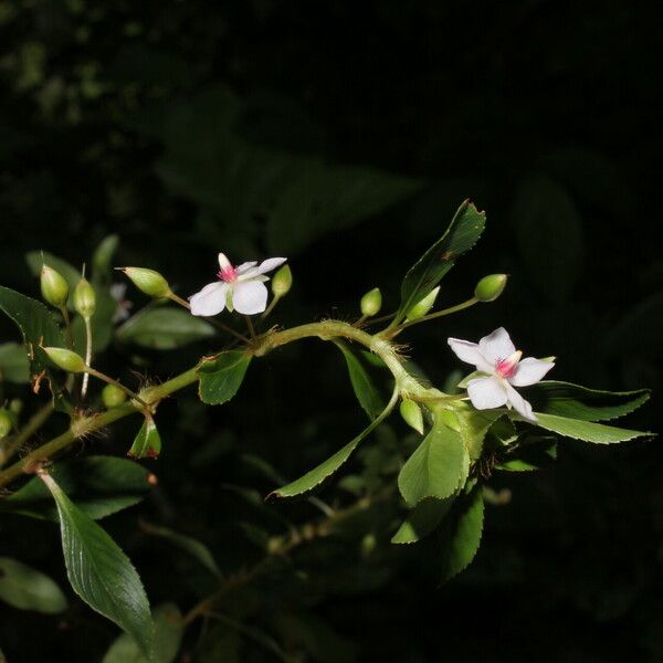 Sauvagesia erecta Flower