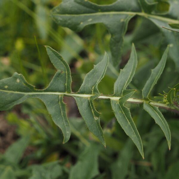 Sisymbrium altissimum Liść