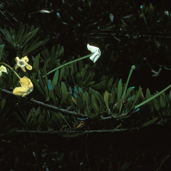 Brunfelsia densifolia (Serpentine hill raintree)