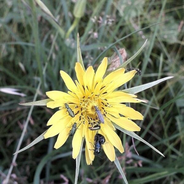 Tragopogon pratensis Cvet