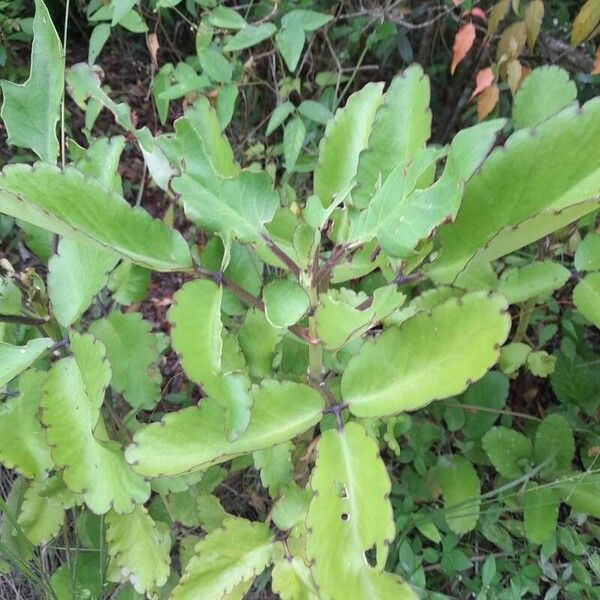 Kalanchoe pinnata 葉