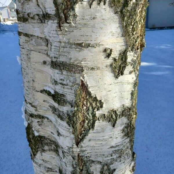 Betula pendula Corteza