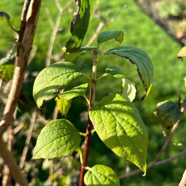 Philadelphus × virginalis Leaf