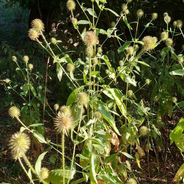 Dipsacus pilosus Hábitos