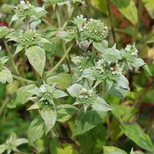 Pycnanthemum incanum Flor