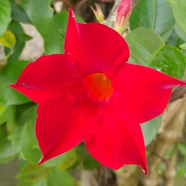 Mandevilla sanderi Flower