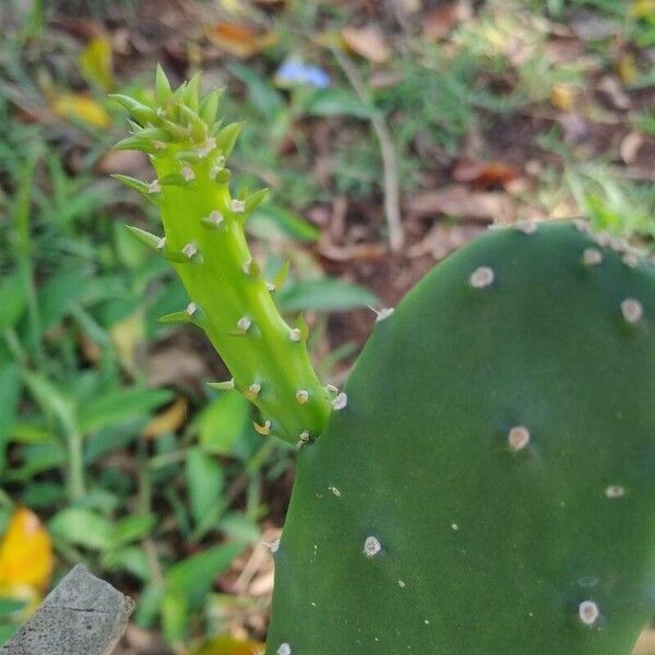 Opuntia cochenillifera Leaf