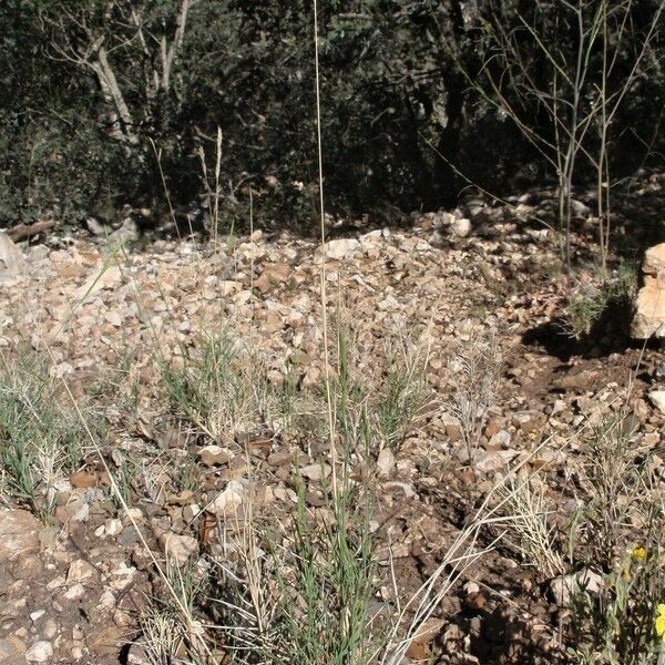 Brachypodium retusum 花