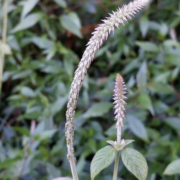 Achyranthes aspera Flor