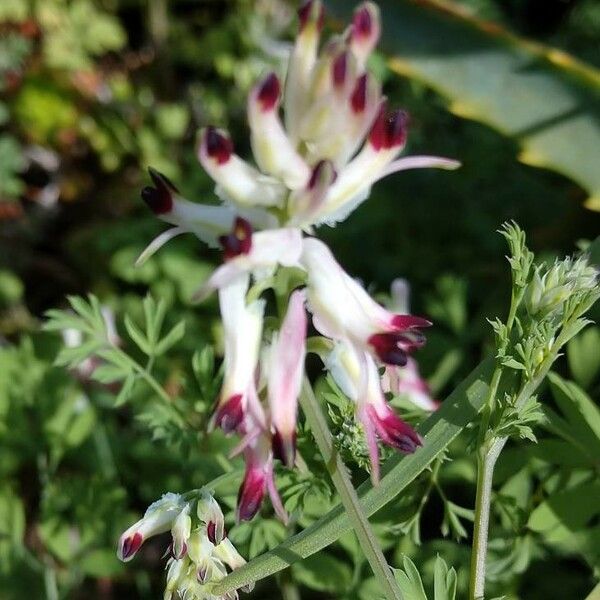 Fumaria occidentalis Kwiat