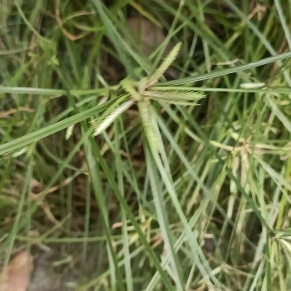 Cyperus compressus Blomst