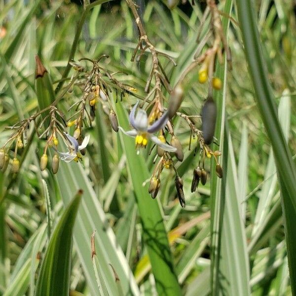 Dianella ensifolia Цветок