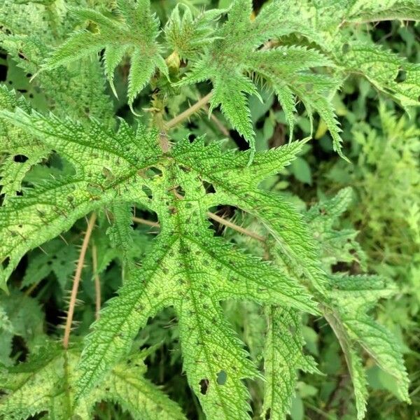 Girardinia diversifolia Leaf