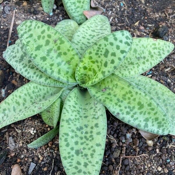 Ledebouria kirkii Leaf