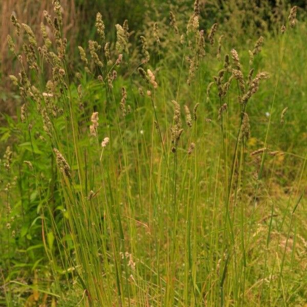 Dactylis glomerata Flor