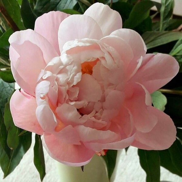 Paeonia lactiflora 花