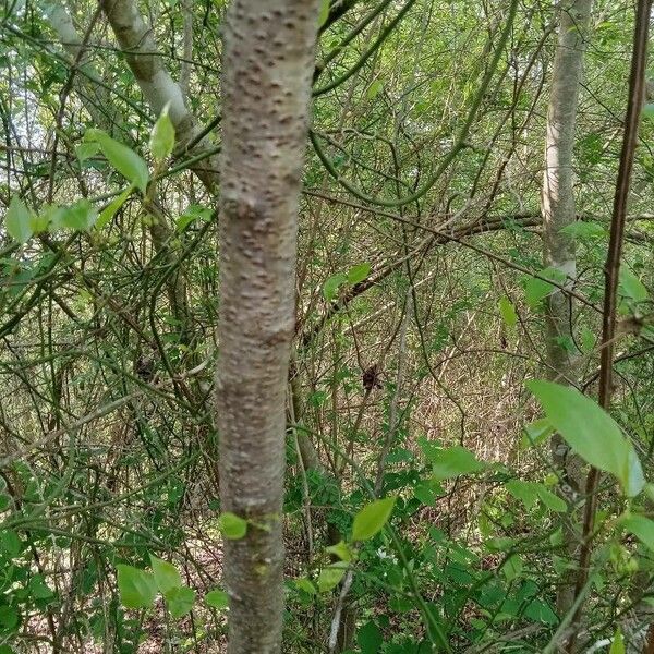 Ligustrum sinense বাকল