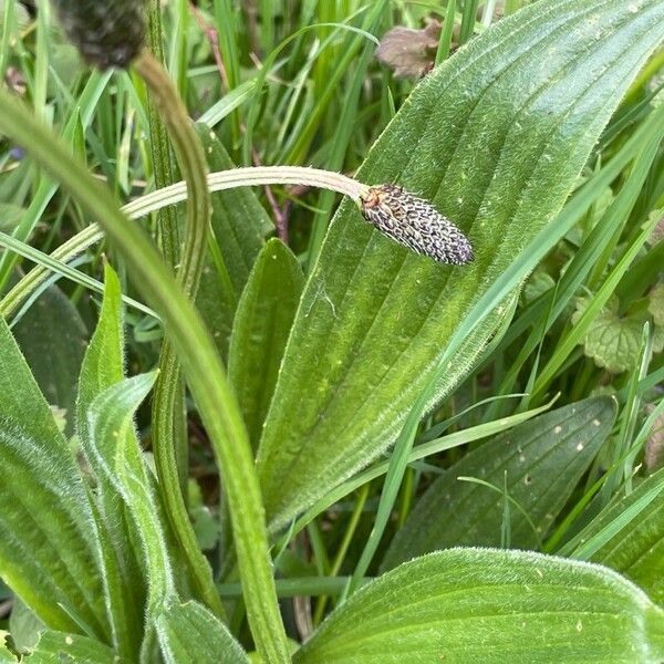 Plantago lanceolata Frunză