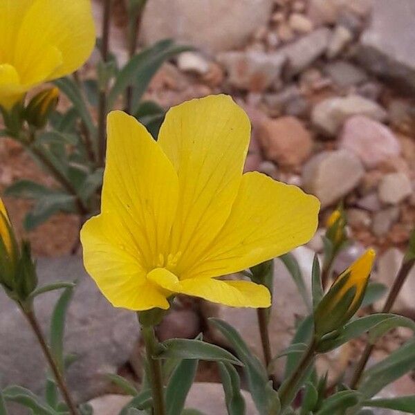 Linum campanulatum Žiedas