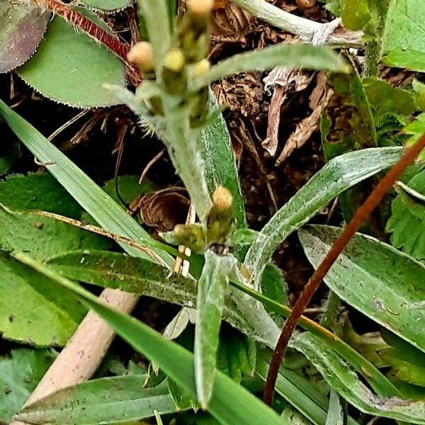 Gnaphalium sylvaticum Flor