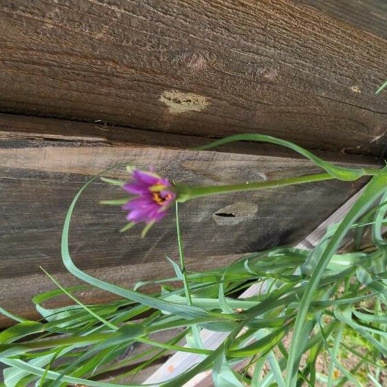 Tragopogon porrifolius 花