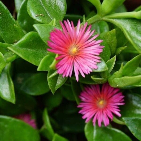 Mesembryanthemum cordifolium Flor