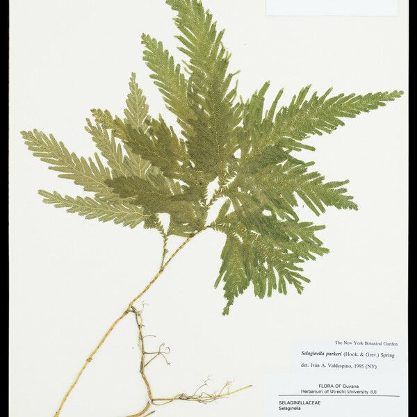 Selaginella parkeri Leaf