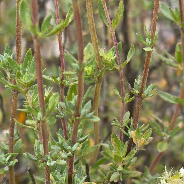 Thymus mastichina ഇല