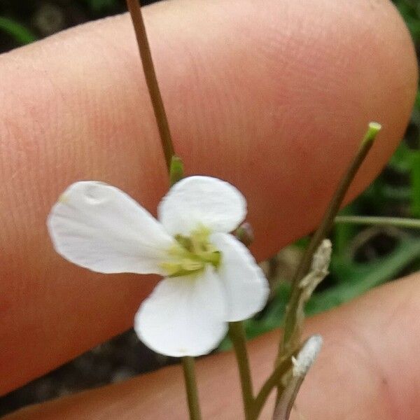 Arabis collina 花