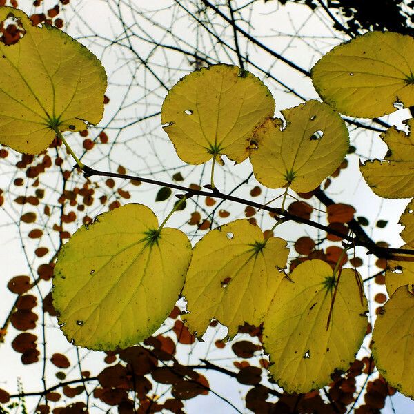 Cercidiphyllum japonicum Liść