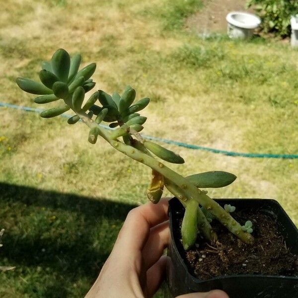 Sedum pachyphyllum Fulla