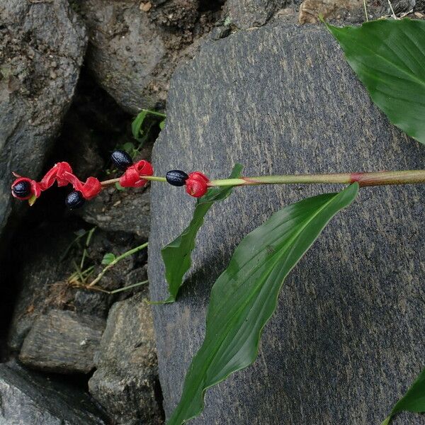 Cautleya gracilis Habit